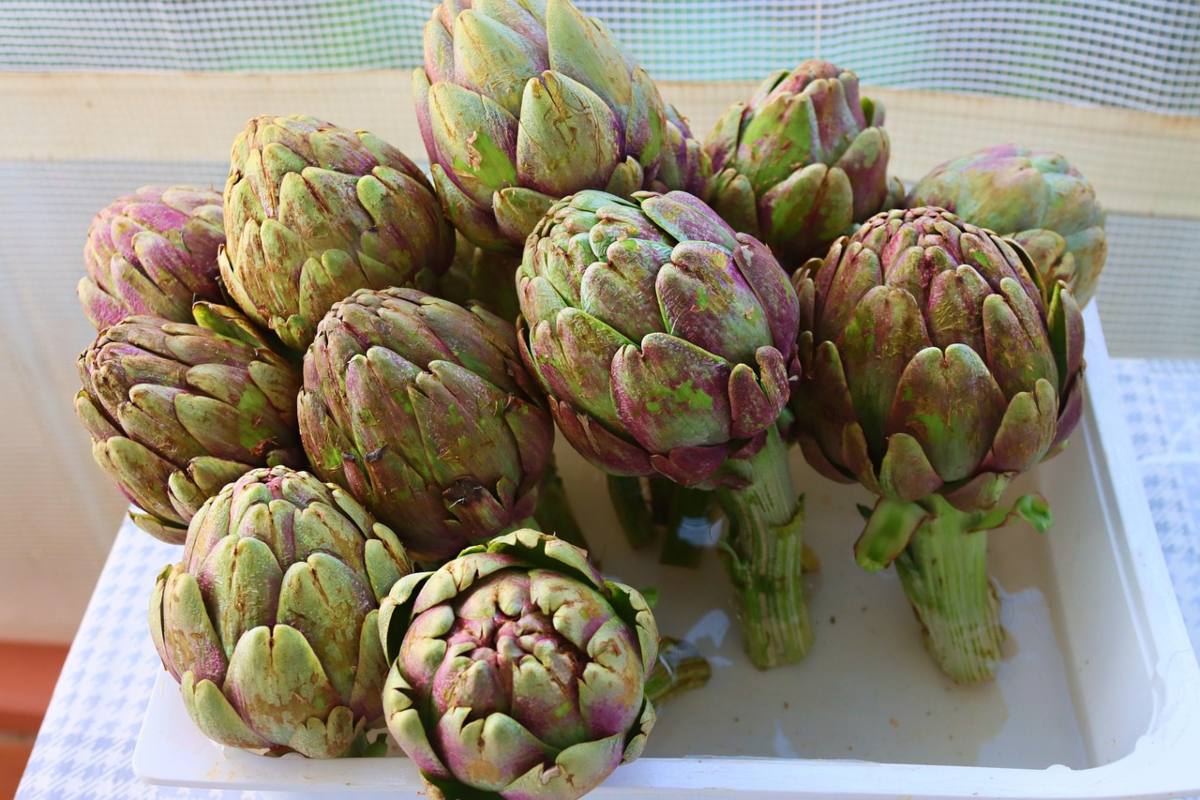 carciofi 1
